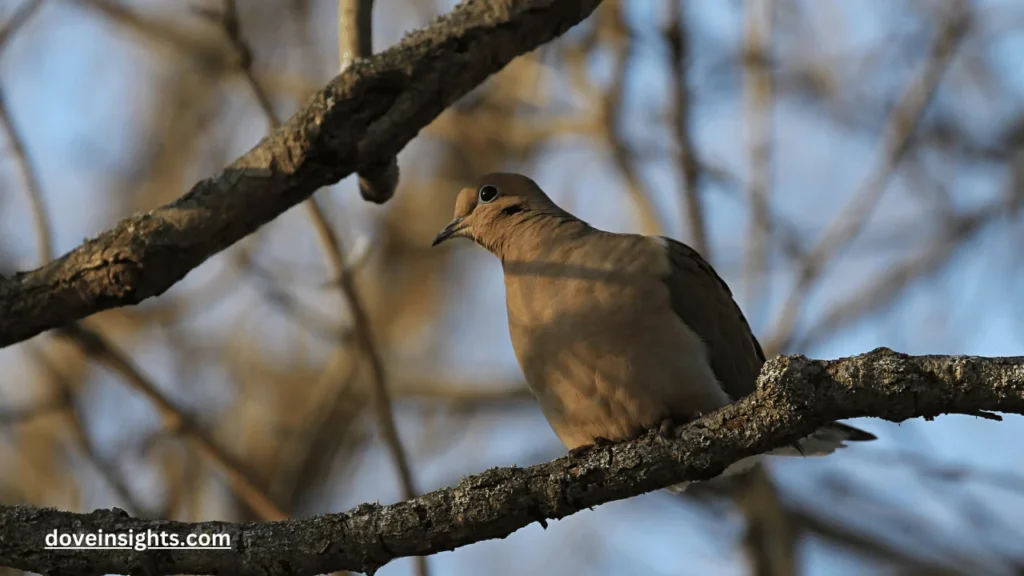 When do baby doves leave the nest