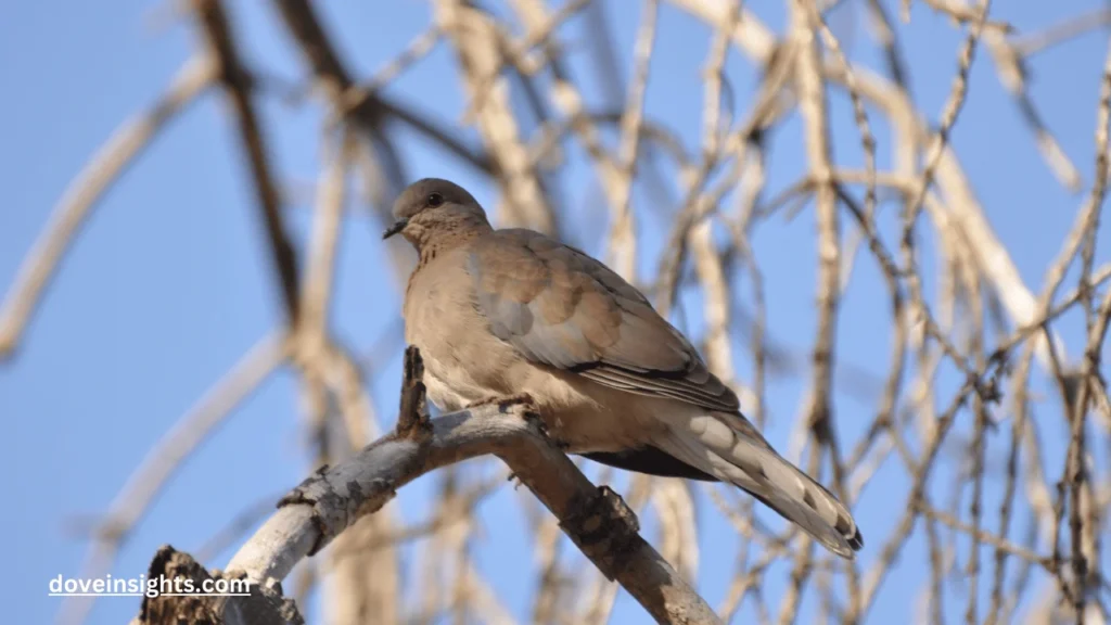 When do mourning doves coo