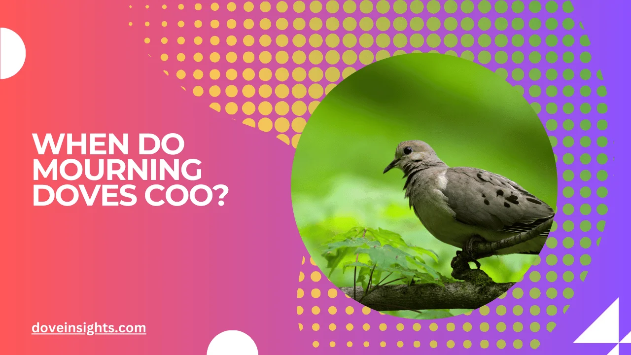 When Do Mourning Doves Coo? (Know In Detail)