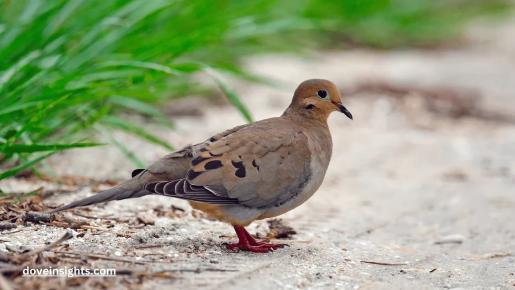 Where did mourning doves originate