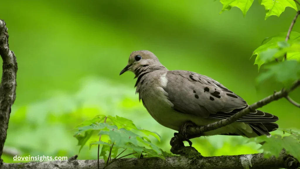 Where to buy a dove bird