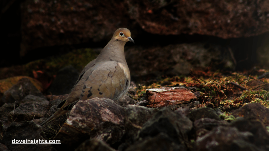 Why are mourning doves so nostalgic