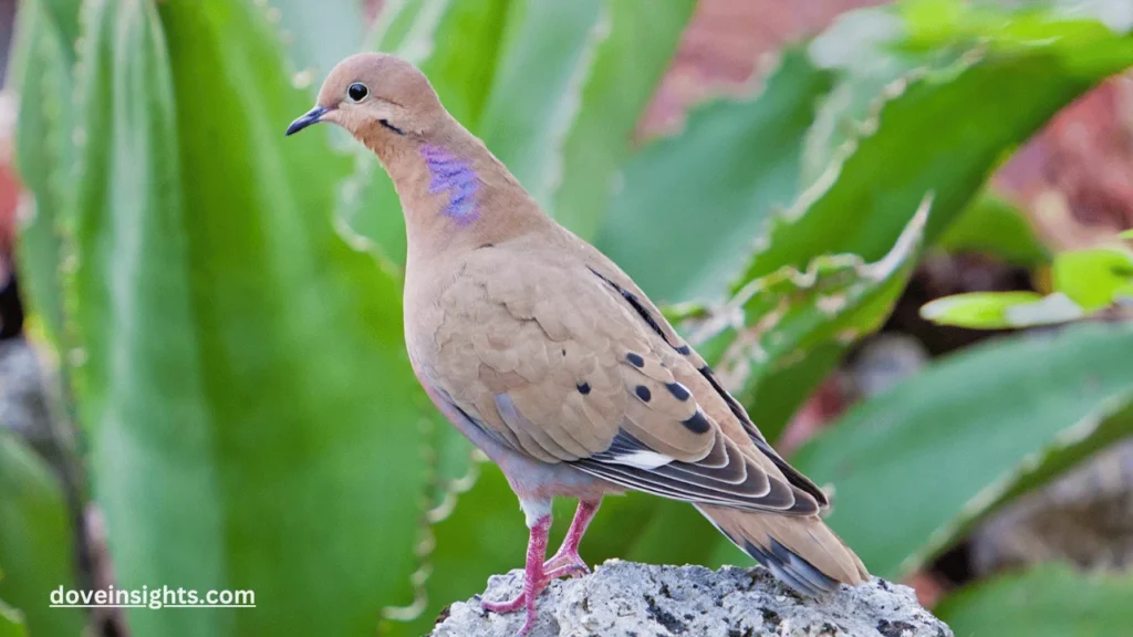 Why did the mourning dove stop singing