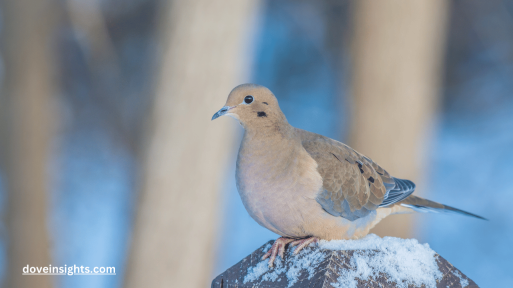 Why don't I hear mourning doves anymore