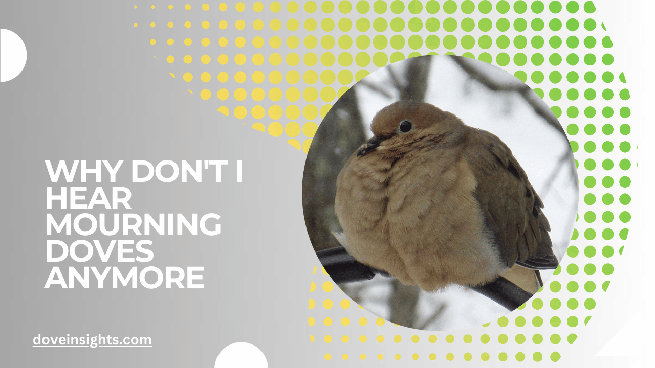 Why Don't I Hear Mourning Doves Anymore? (Answered)